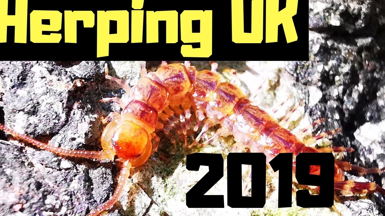 UK Herping 2019 || Herping UK With A Loyal Subscriber || LOADS OF UK CENTIPEDES