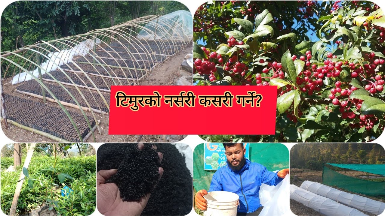 टिमुरको नर्सरी  राख्ने सबैभन्दा सजिलो तरिका दुई मिनेटमा सिक्नुहोस् .... टिमुर \Timur