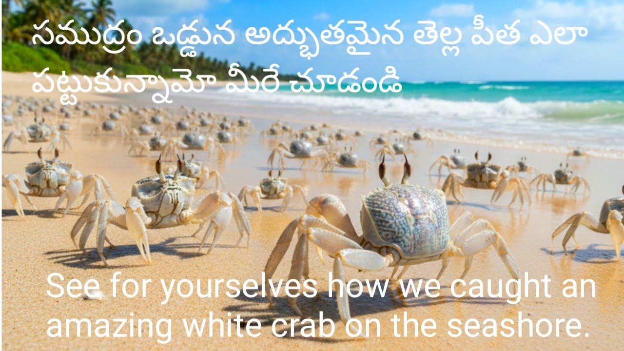 సముద్ర తీరంలో దొరికిన అరుదైన తెల్ల పీత Rare White Crab Catching