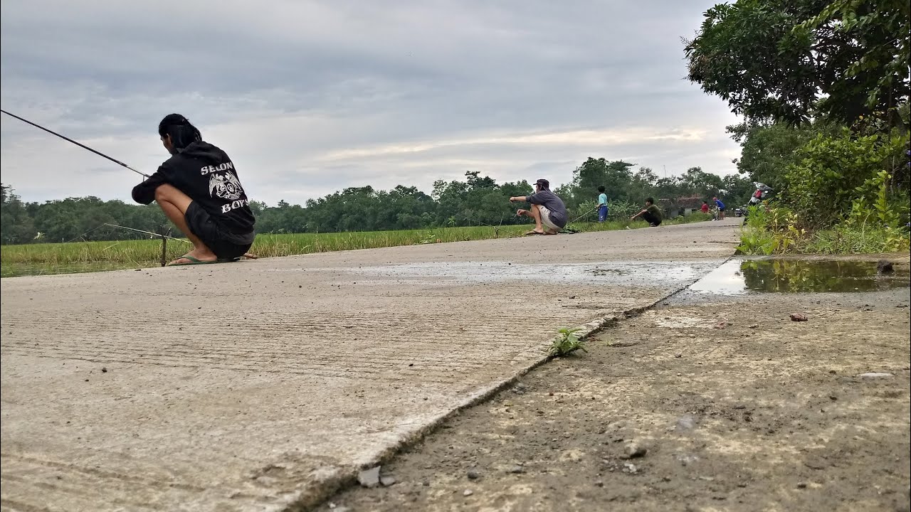 Musik Mengalun, Betok Rawa Bikin Kumbul Minta Ampun!!! Mancing di Rawa Blok 11 Wanakaya