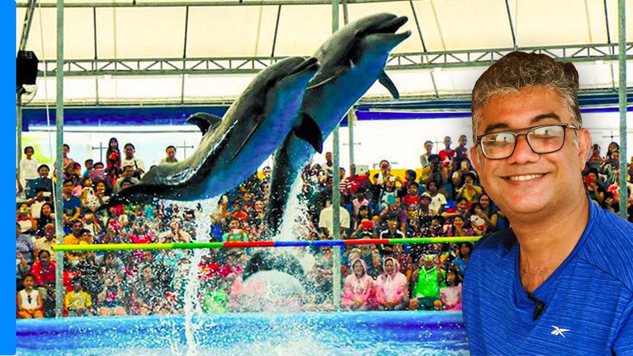 ডলফিন শো ছিল আজকের মূল আকর্ষণ 😱 Thailand Vlog 2023, Day 3 🦈 Dolphin Show Thailand