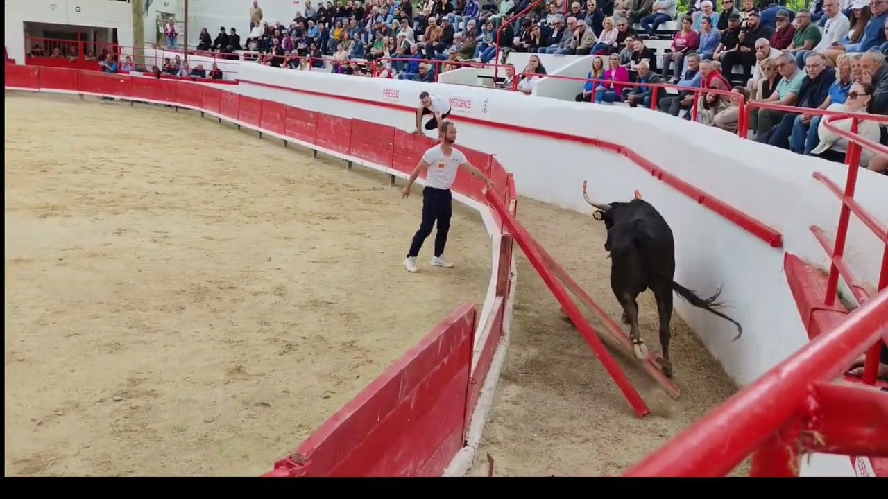 Meilleurs temps forts/actions (frayeurs/chutes)Course camarguaise école taurine Montfrin 27/04/25 🐂🐎