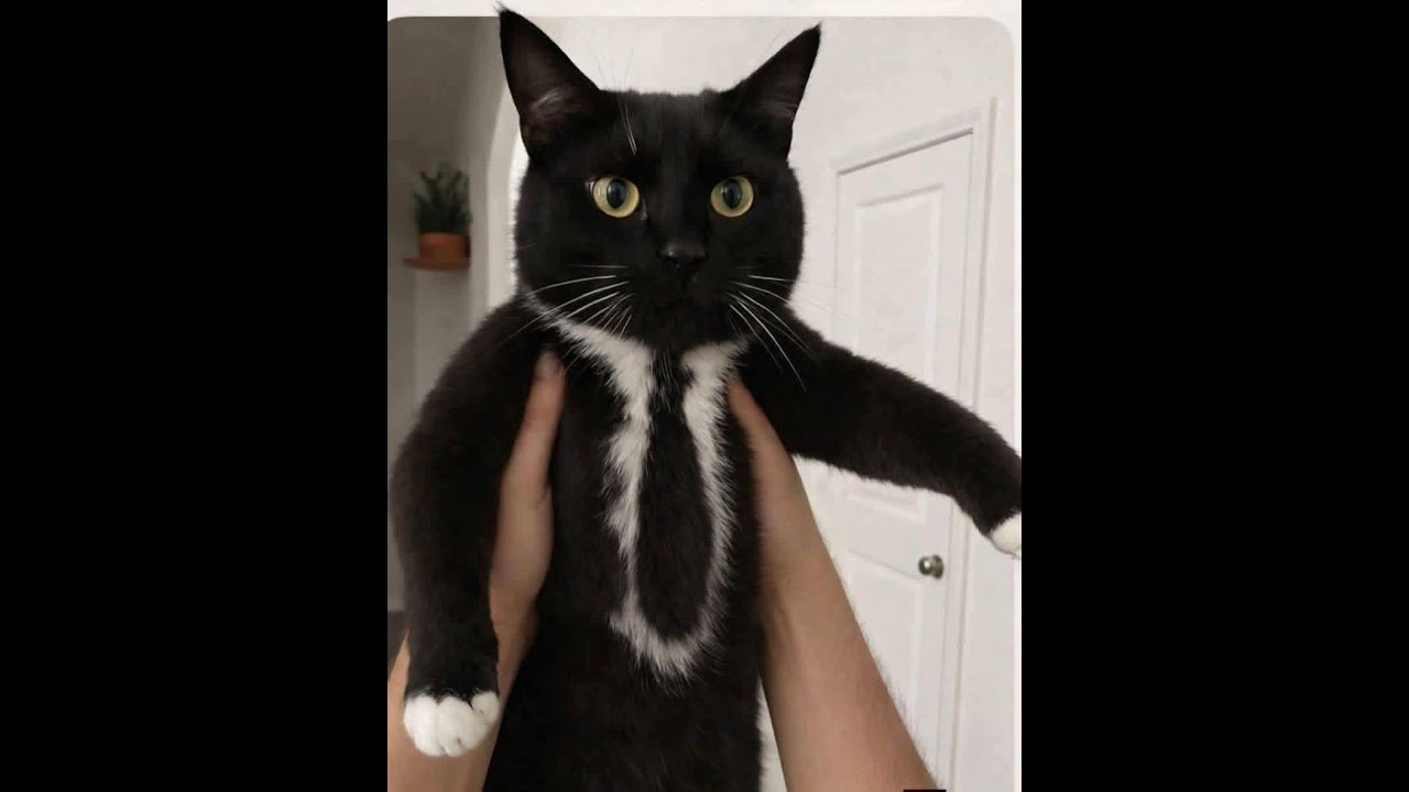 😺 Потрясающе смешные видео с кошками и котятами! 🐈 Вы будете смеяться! 😸