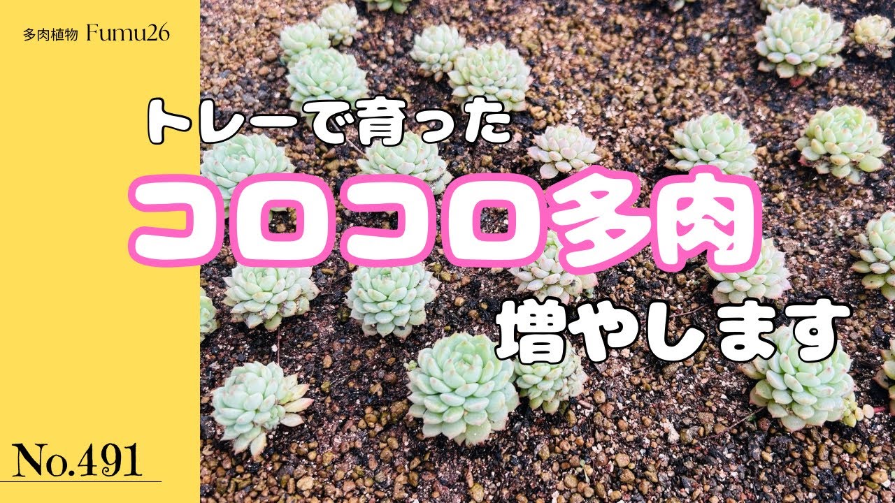 冬になるとボールみたいに丸くなるコロコロ苗を鉢上げします❣️【多肉植物】【ピンクローサ】【ガーデニング】
