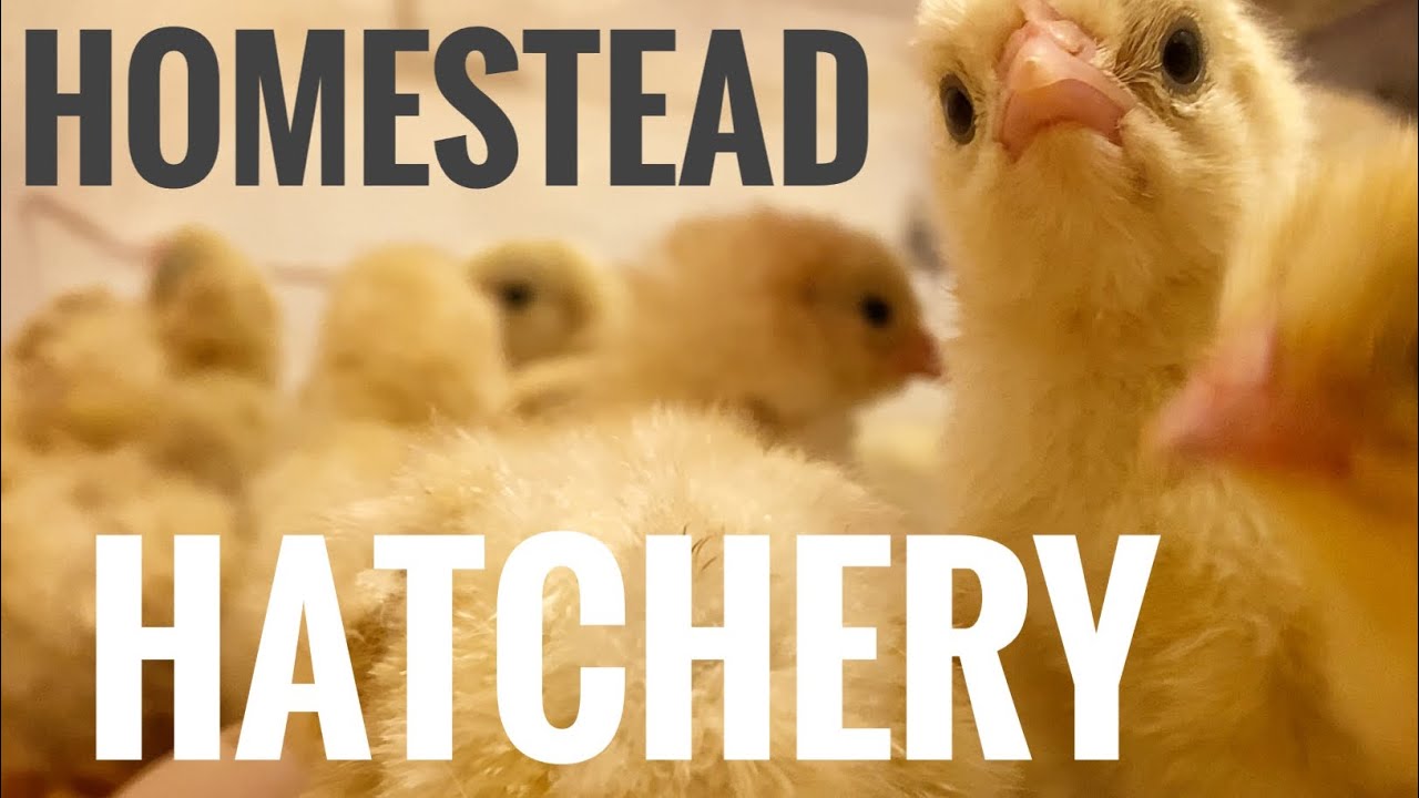 What you need to start a small hatchery