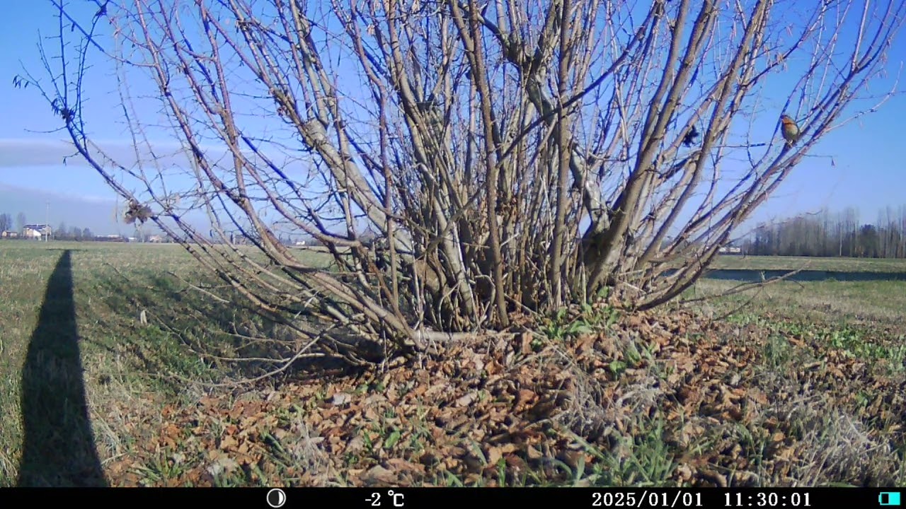 Un timido pettirosso fototrappolato tra i rami