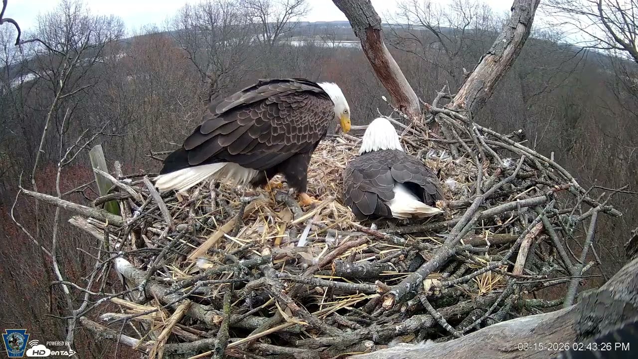 Hanover Eagles Live Cam   HDOnTap — Mozilla Firefox 2026 03 15 14 42 04