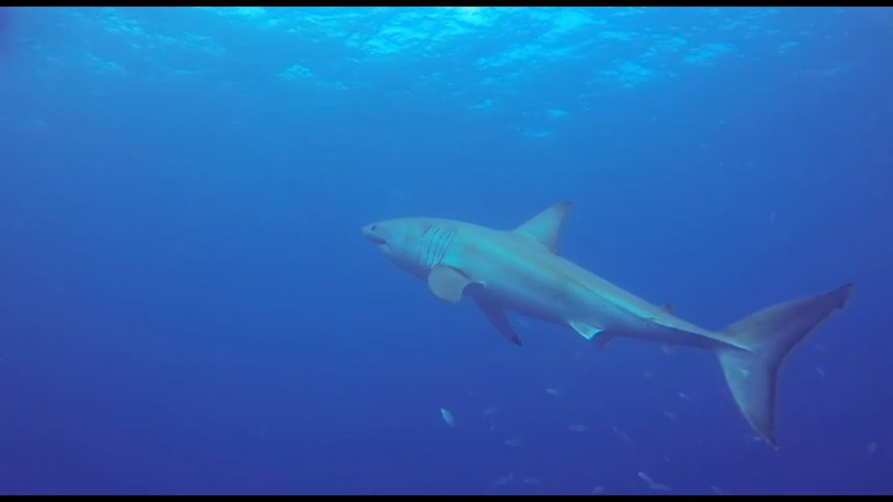 Great White while diving the Duane in Key Largo, Florida with a GoPro HD Hero 3 Black.