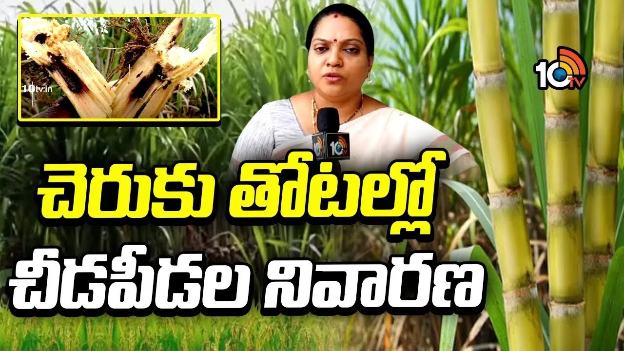Prevention of Pests In Sugarcane Plantations | Matti Manishi | చెరుకు తోటల్లో చీడపీడల నివారణ | 10TV