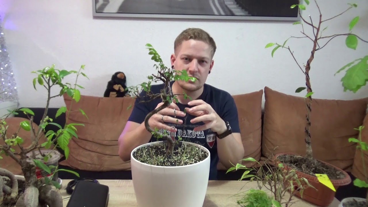 Bonsai drahten, beschneiden und zeigen, der dritte ist wahnsinn