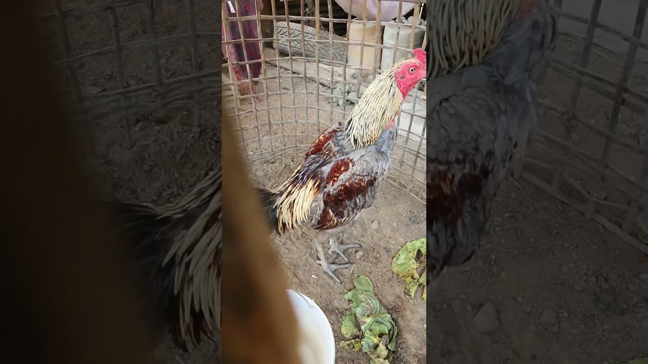 ขุนแผนฟามไก่ชน