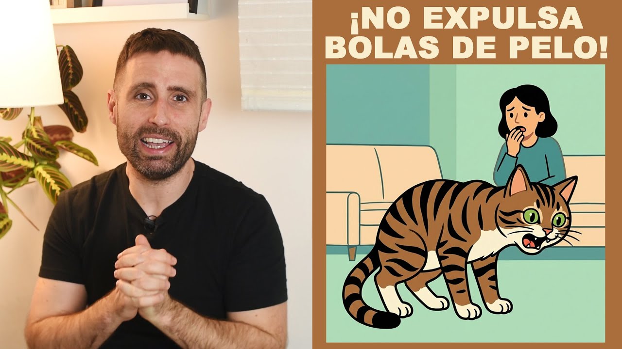 ¿Es normal que mi gato no expulse bolas de pelo?