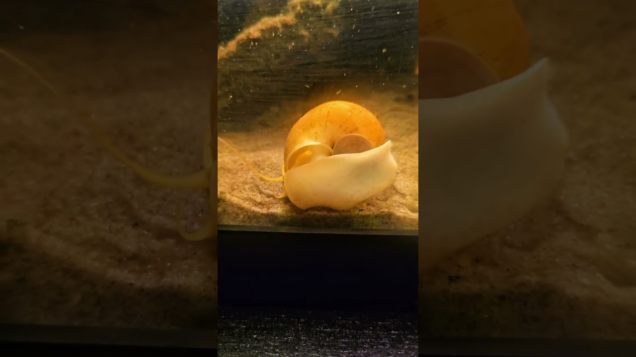 🐌💛     