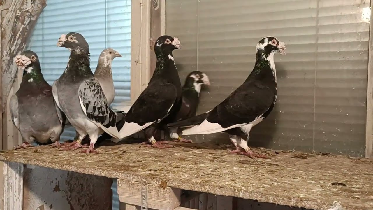 Gołębie pocztowe staropolskie października 2025 vol 1