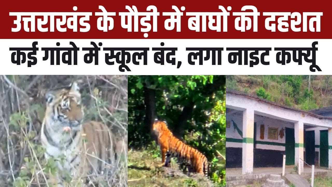 Uttarakhand Tiger Attack News: Pauri Garhwal में बाघों का आतंक, आदमखोर की तलाश में Forest Department