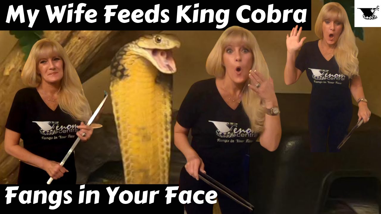 Wife Feeds her King Cobra | Fangs in Your Face MONSTER Rattlesnake Edition