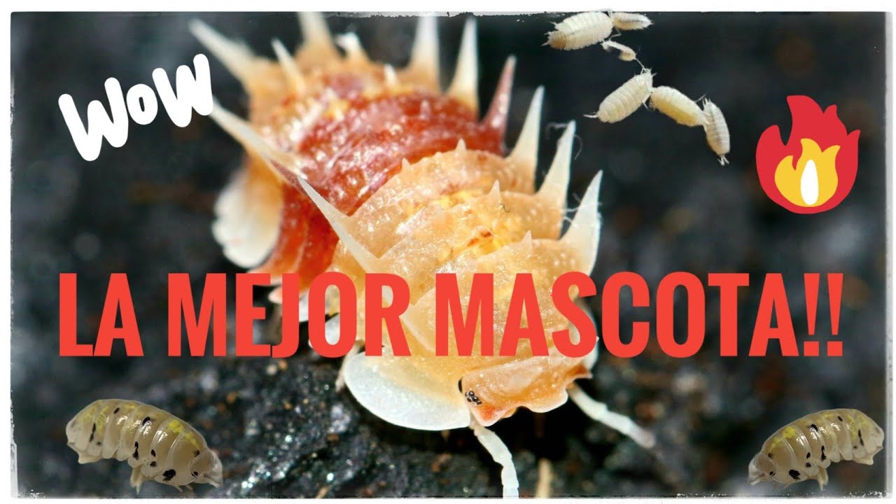 Is&oacute;podos la mascota m&aacute;s sencilla de cuidar