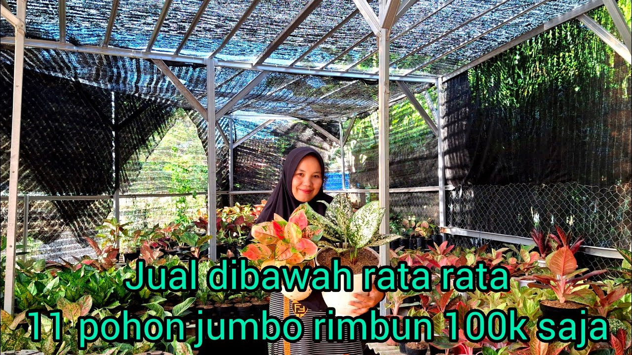 jual dibawah rata rata 11 pot 100k
