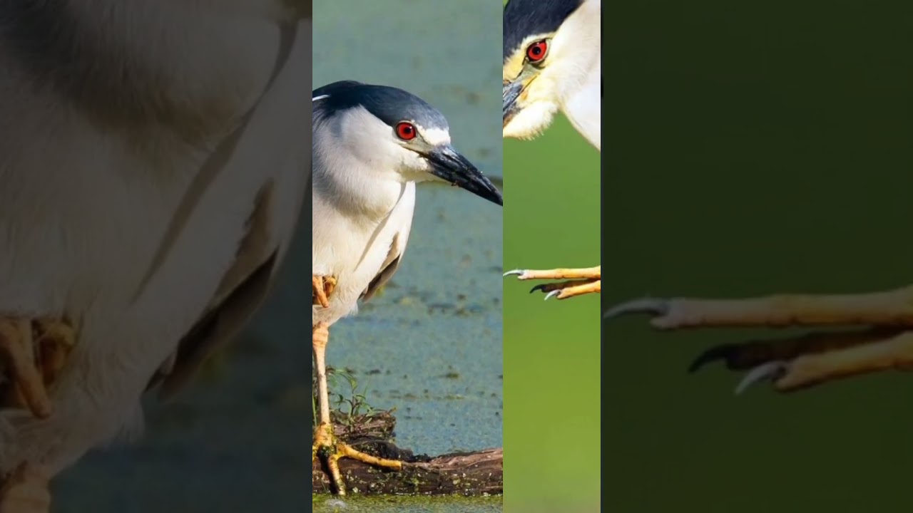 Black-crowned night heron call #birds #viralshorts #birdwatching