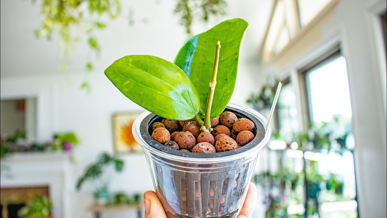 Corky’s Guide to Growing Hoyas in LECA