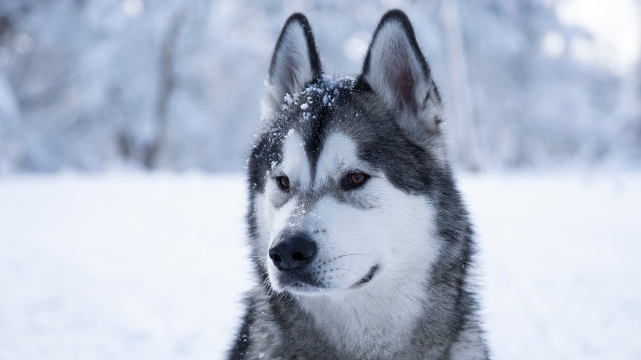 Alaskan Malamute first time in the snow