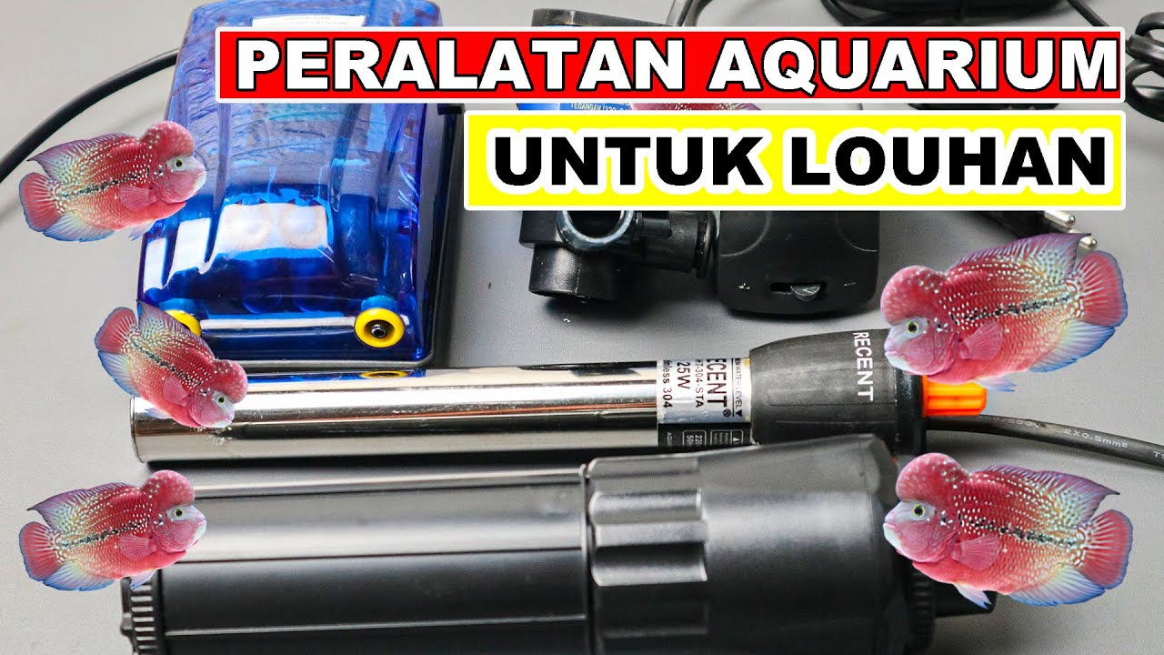 Peralatan Aquarium Untuk Louhan