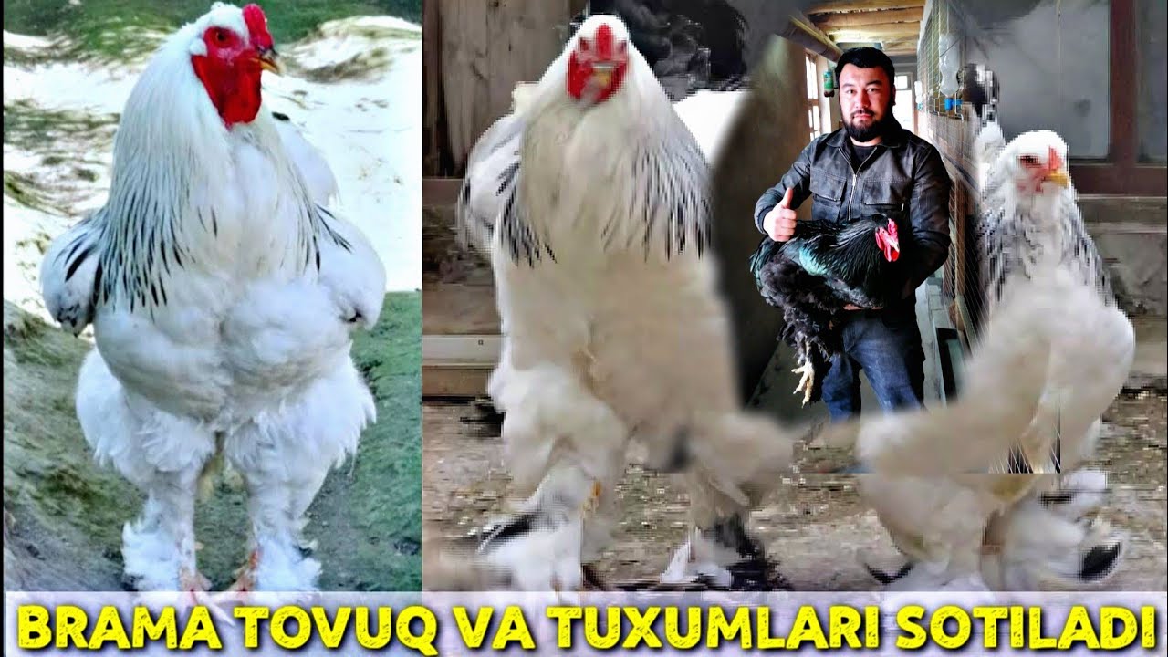 BRAMA TOVUQLAR UY SHAROTIDA BOQISH SIRLARI TUXUM VA JO'JALARI SORILAR