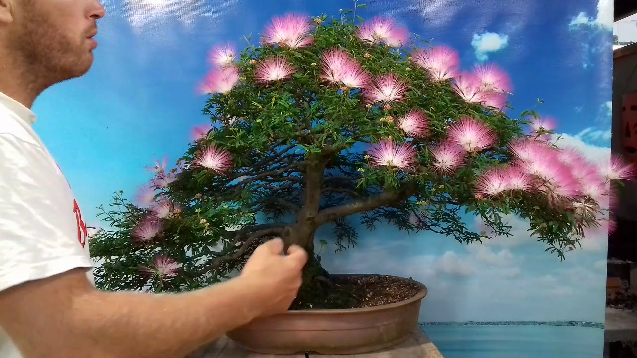 Bonsai Zen-SC Calliandra Selloi Florindo