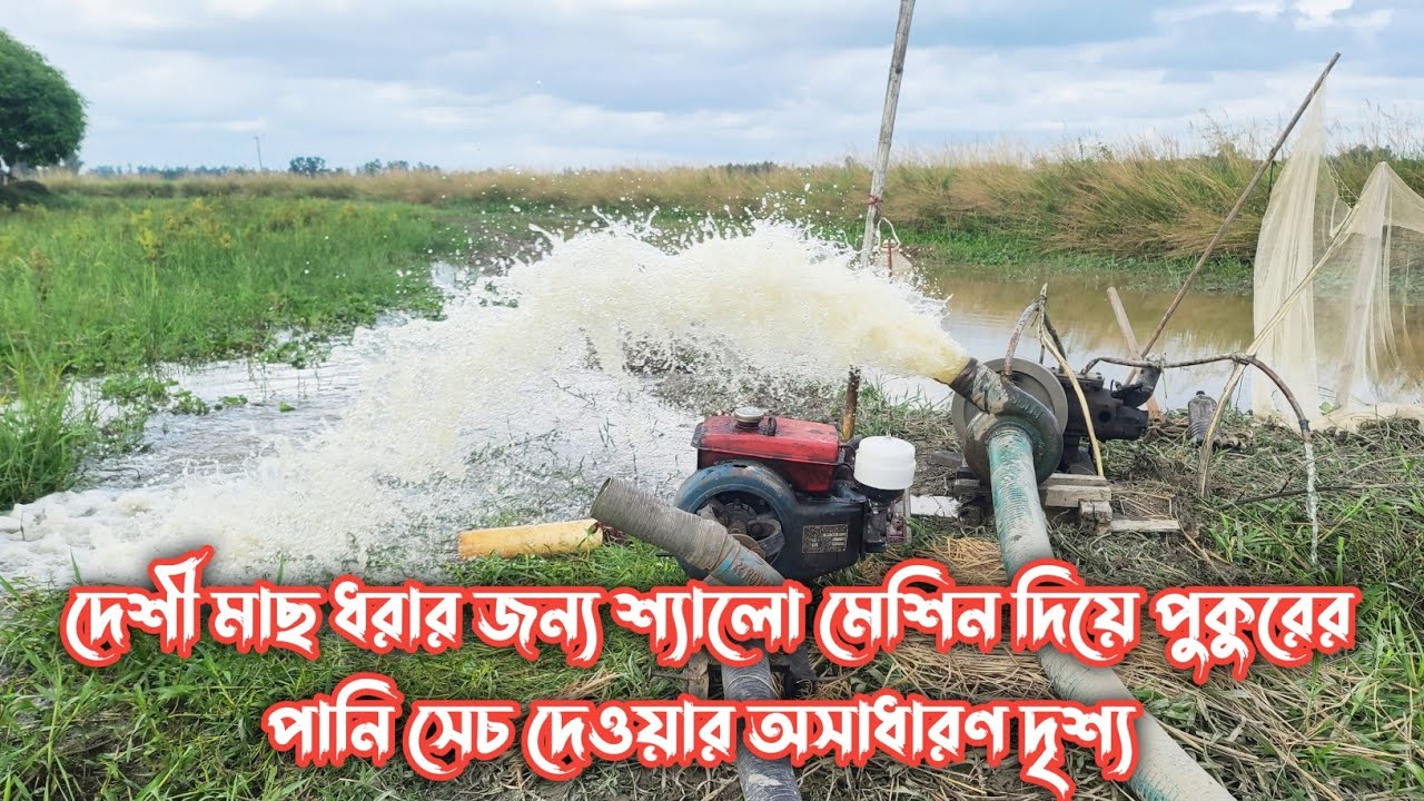 দেশী মাছ ধরার জন্য শ্যালো মেশিন দিয়ে পুকুরের পানি সেচ দেওয়ার অসাধারণ দৃশ্য 