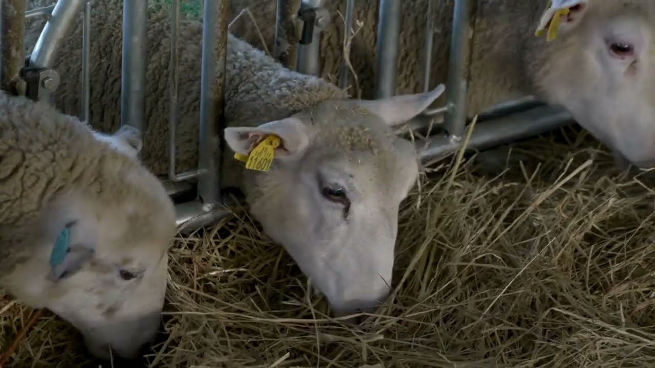 Une bergerie totalement équipée JOURDAIN