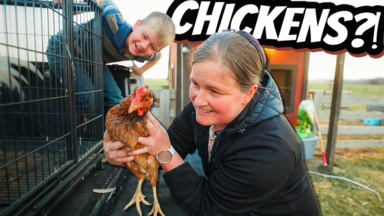 DITL: НОВЫЕ ЦЫПЛЯТА и НОВАЯ ВЕХА