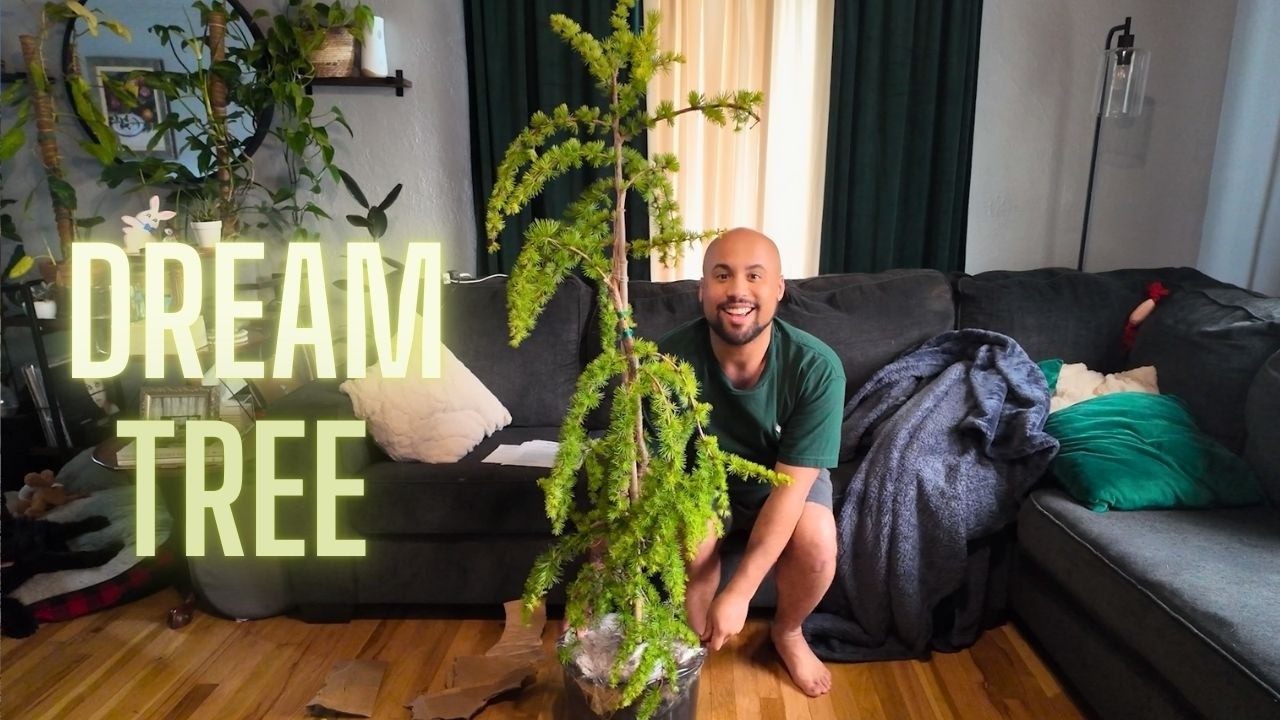 Unboxing My Dream Tree ( My Most Expensive Garden Purchase Yet) & Creating Fountain Garden Bed