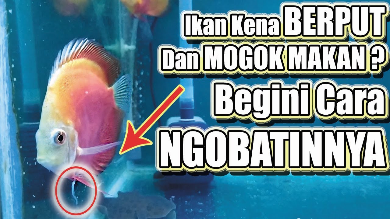 Cara Mengobati Ikan BERPUT (BERak PUTih) dan MOGOK MAKAN | PART 1