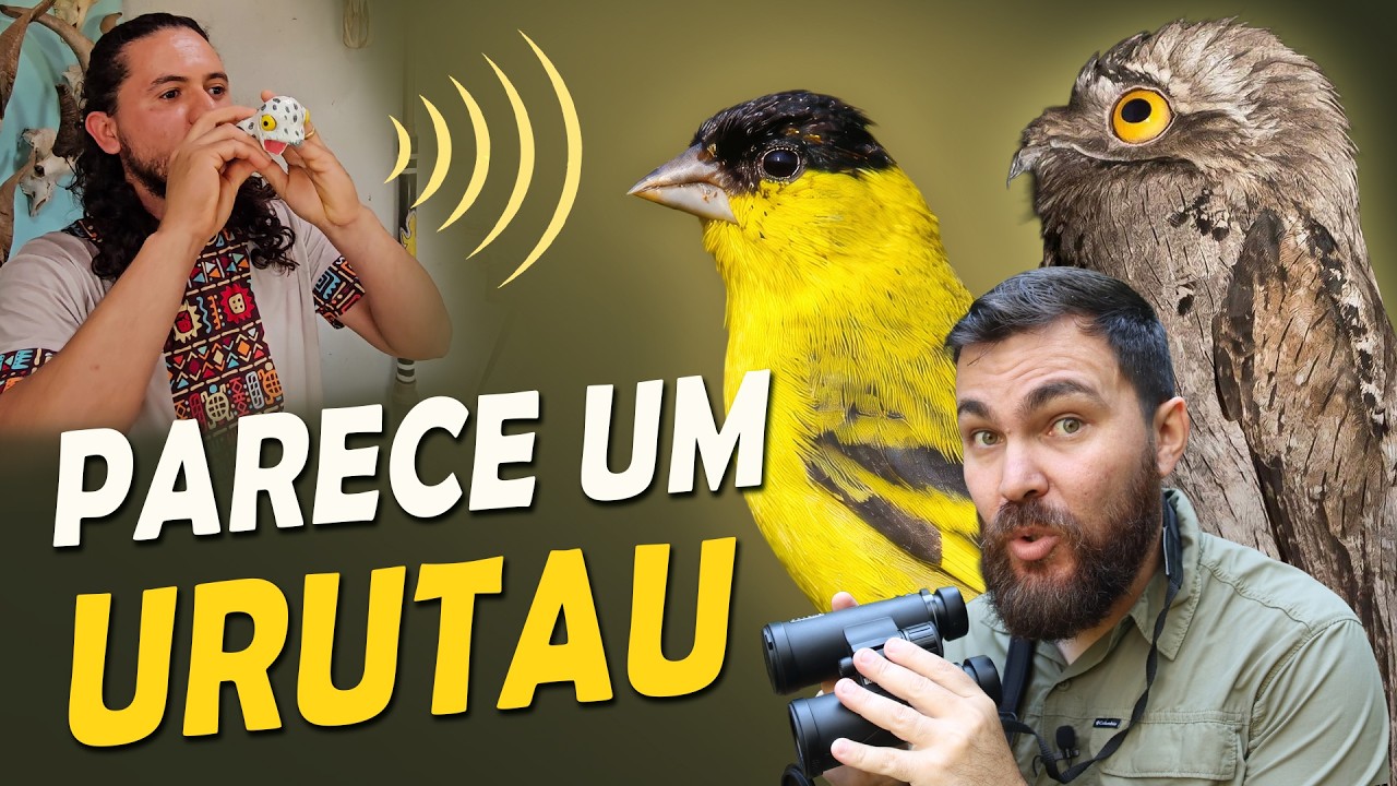 Parece um Urutau, mas é um APITO! (E as raridades da Paraíba)
