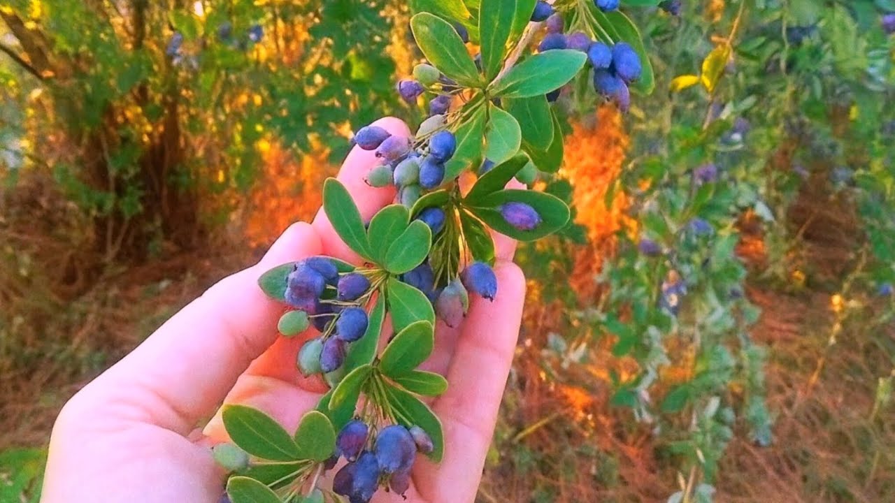 Wild Food for Pollinators, Wildlife & Humans: Mrs. Wilson’s Barberry
