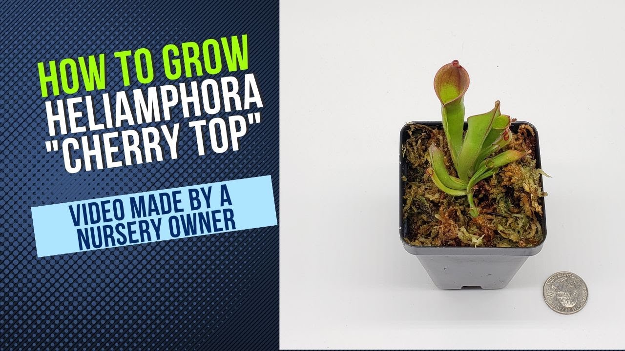 How to Grow and Propagate Heliamphora Cherry Top (Pitcher Plant Carnivorous Plant Guide)