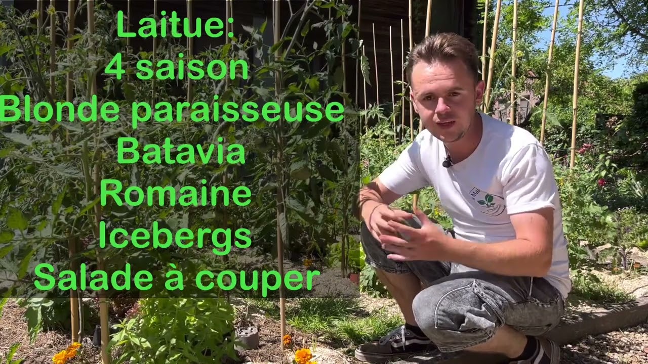 Pourquoi mes laitues montent? Conseil et explications.