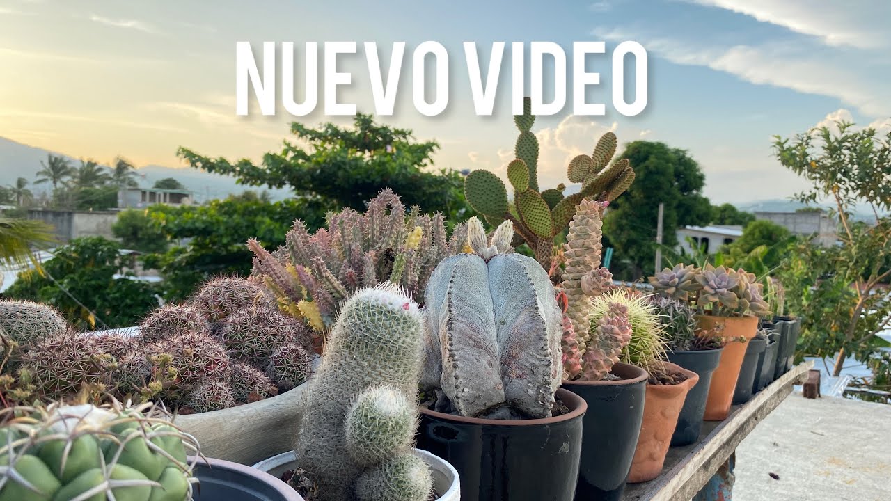 Cactus de sol 🧑🏻&zwj;🌾