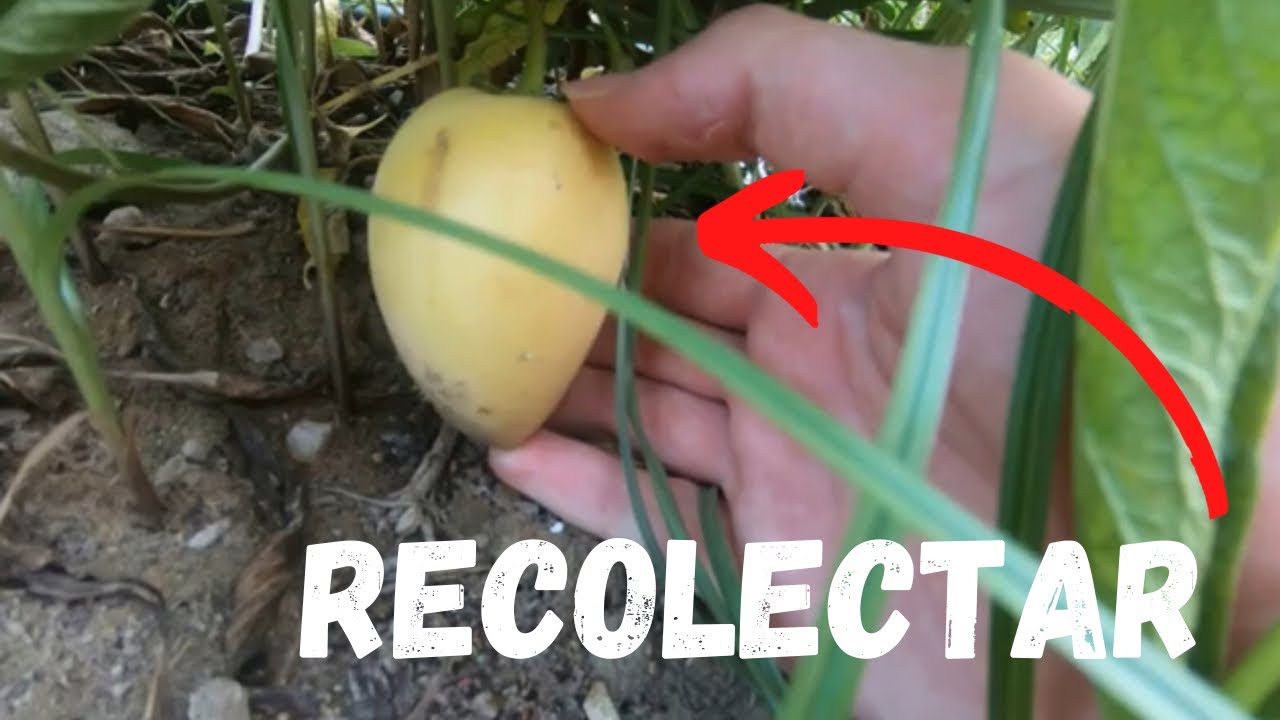Cómo  saber CUÁNDO cosechar PEPINO MELÓN o PEPINO DULCE / La fruta de los Andes  El Huerto de Carlos