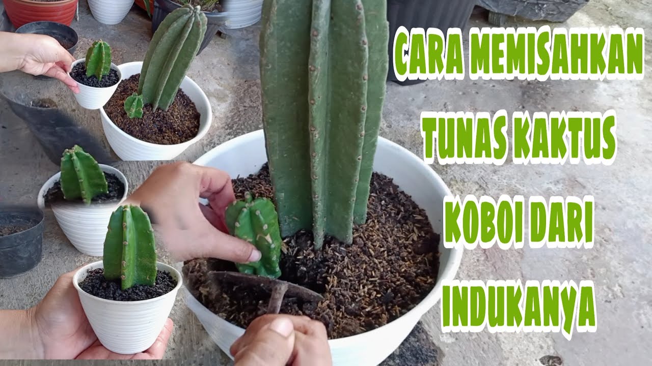 CARA MEMISAHKAN TUNAS KAKTUS KOBOI DARI INDUKANYA