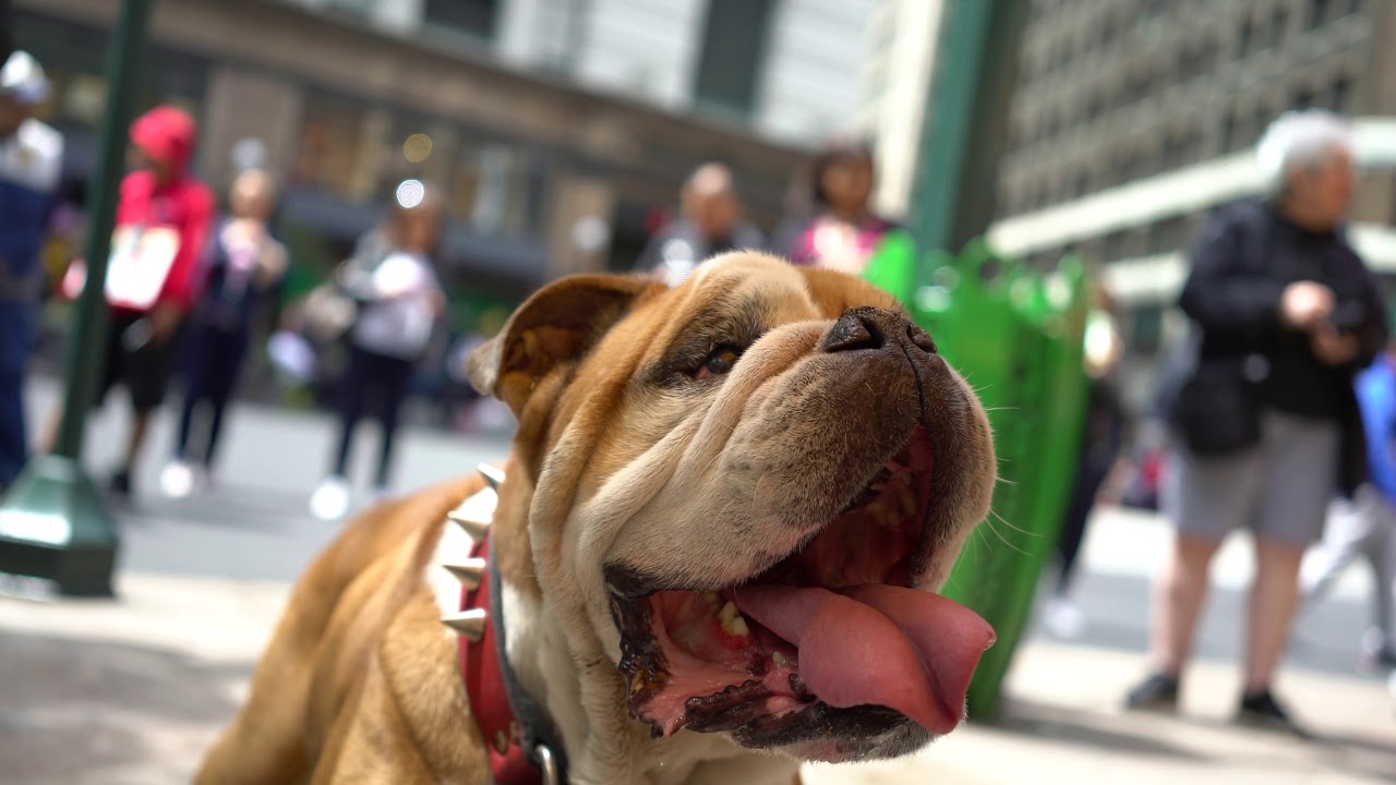 Cartman the Bulldog (New York City)