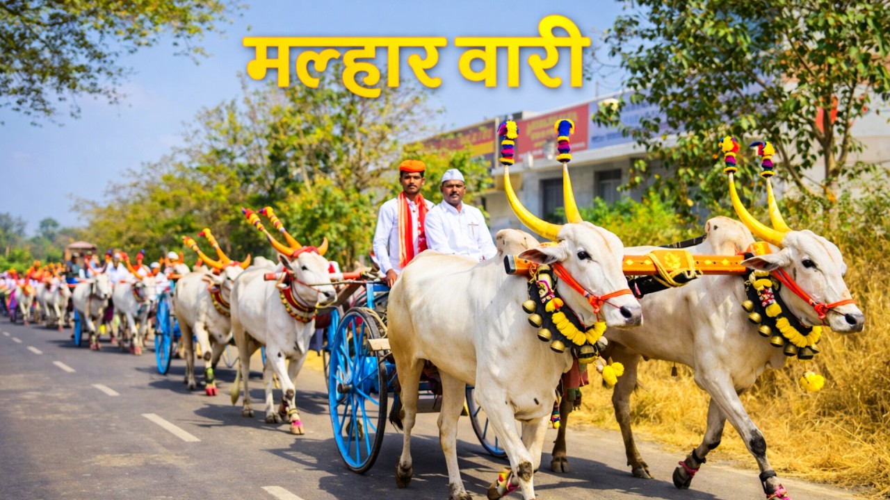 सुहास संभाजी भिसे - पुरंदर (पुणे) यांच्या नाद खुळा khillar बैल जोडी | malhar wari marathi song viral