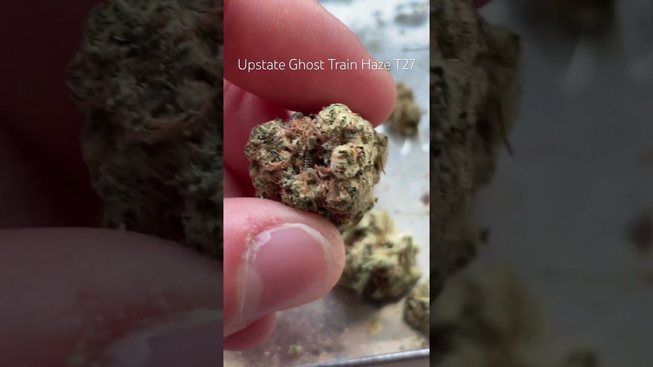 Upstate Ghost Train Haze T27 Review #ukmedicalcannabis #medicalcannabis