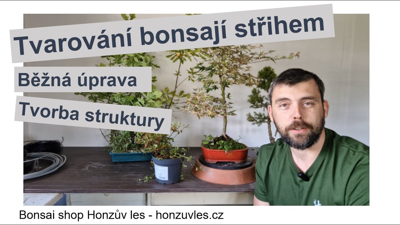 Tvarování bonsají střihem - běžná úprava a tvorba struktury
