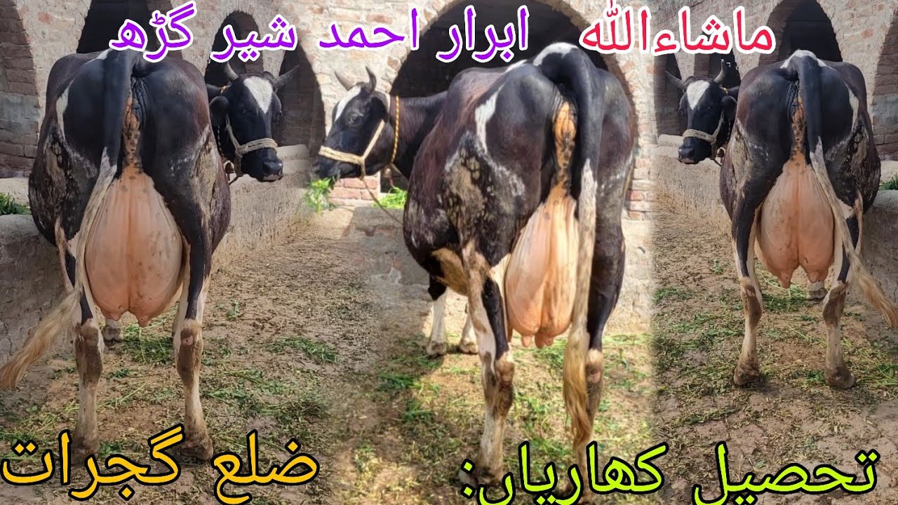 ماشاءاللہ ابرار احمد شیر گڑھ کی خوبصورت گائے برائےفروخت 8 مارچ 2026 HajiArfazChannel