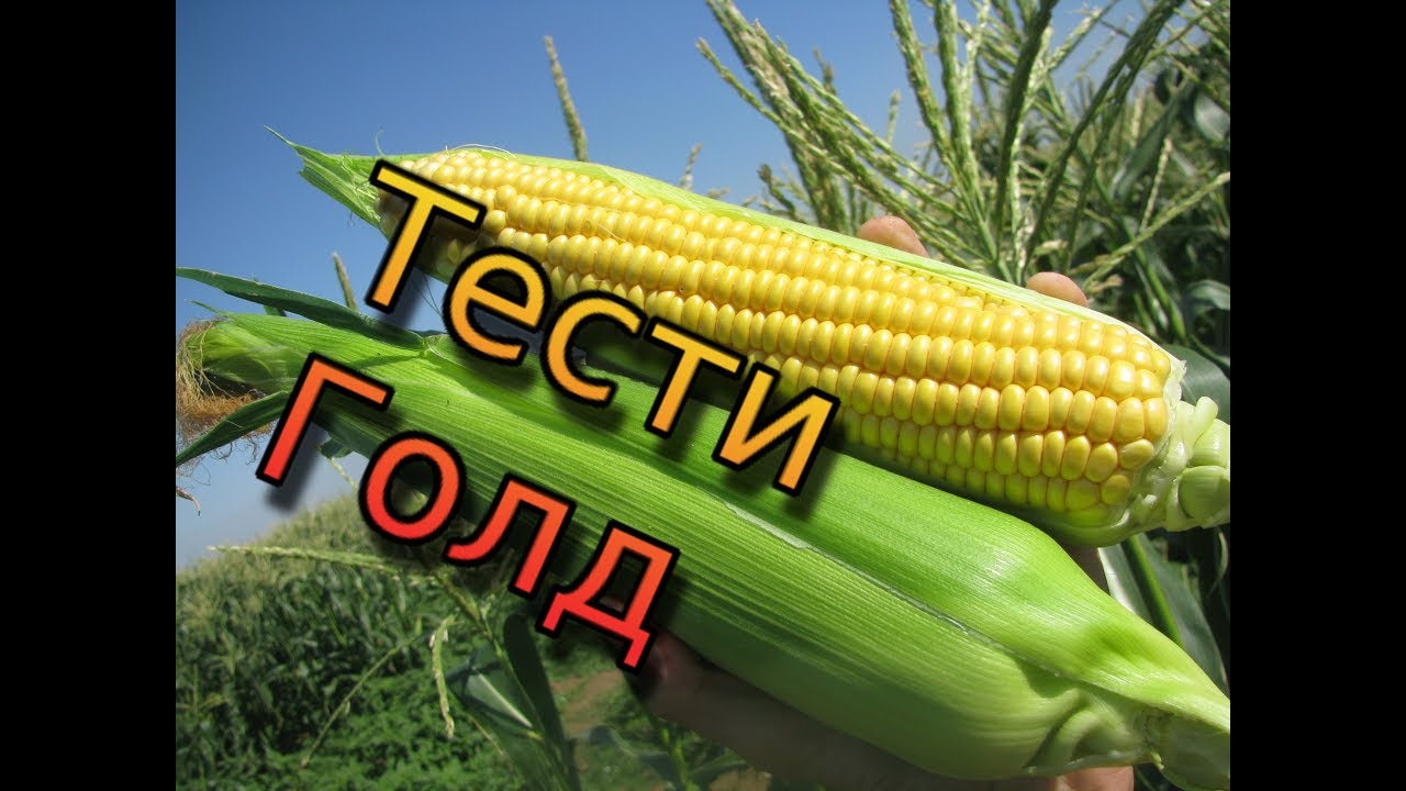 Сахарная кукуруза Тести Голд. Обзор кукурузы Тести Голд. Сладкая кукуруза Agri Saaten