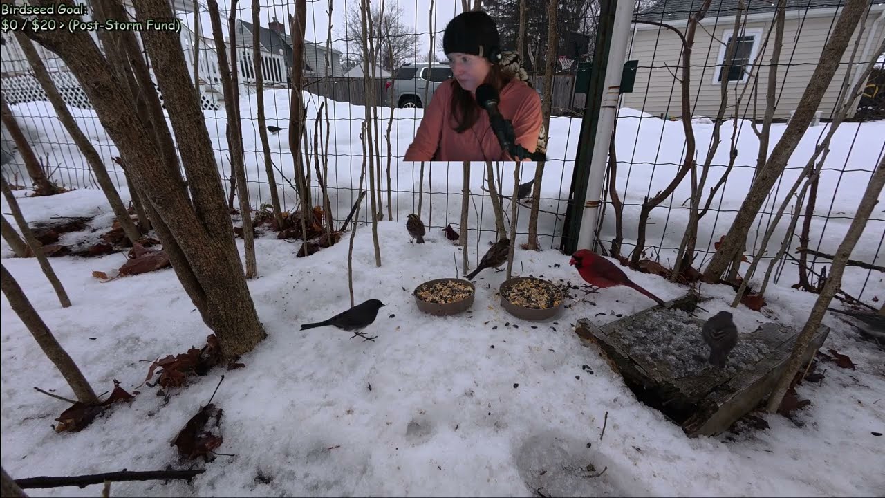 Winter Storm Watch: Backyard Birds Preparing for the Big Snow | Relaxing Nature Live Stream