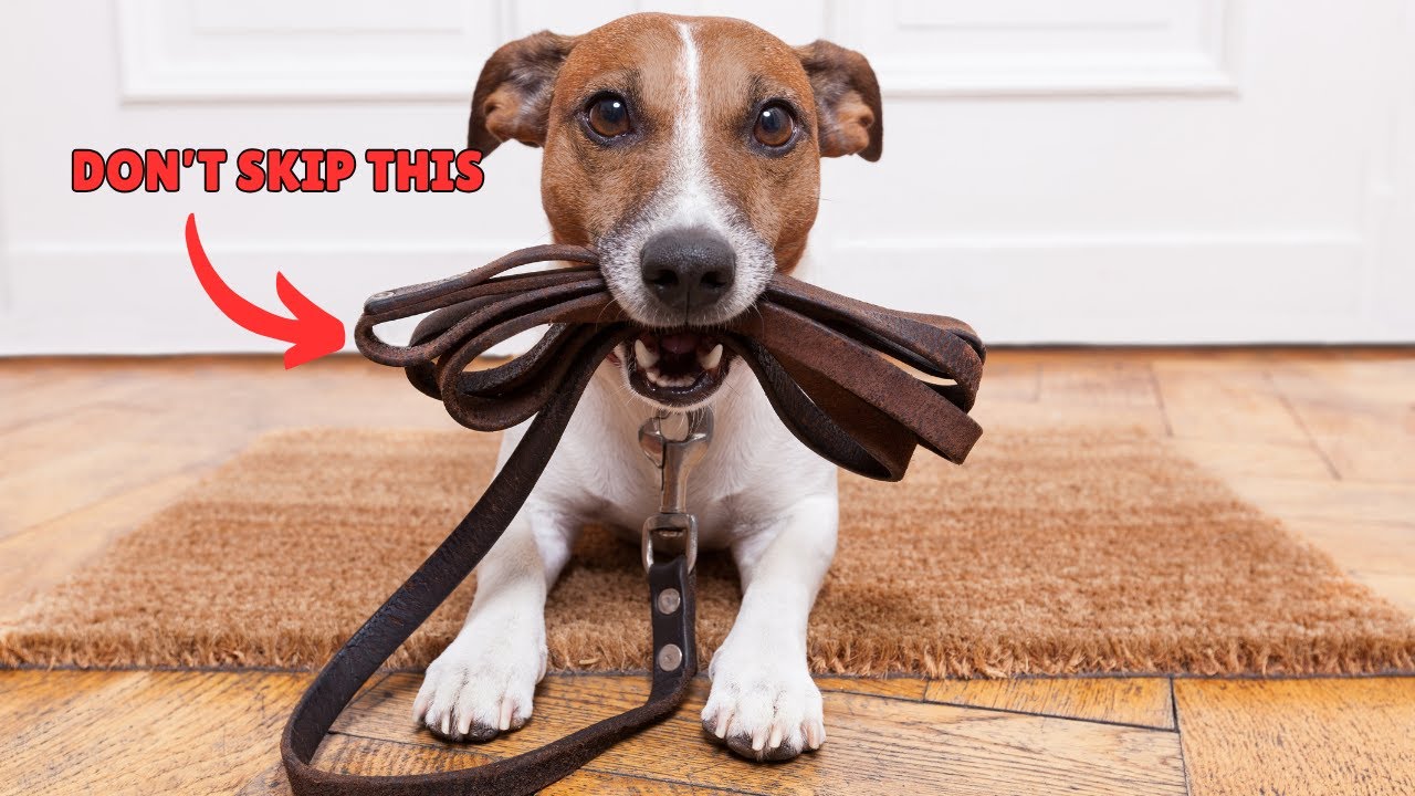 🐕🚶Why Skipping Your Dog’s Walk Is a Bigger Deal Than You Think 🐾💖