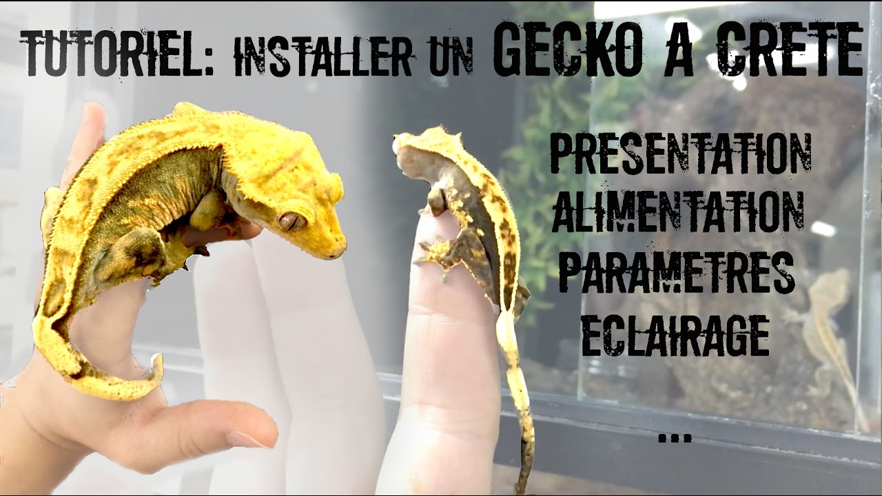 TUTO Installation d'un Gecko à crête (Correlophus ciliatus)