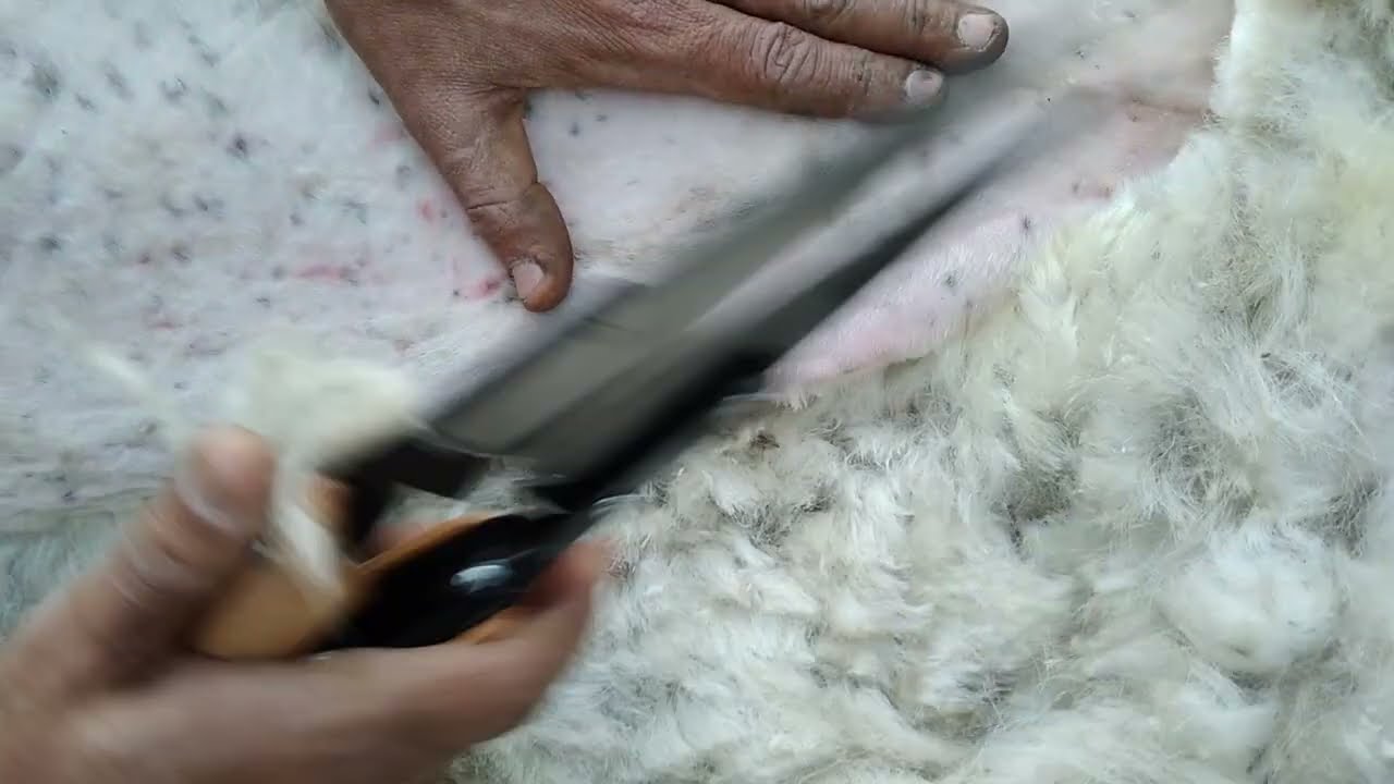 قص صوف الأغنام بمقص الأغنام